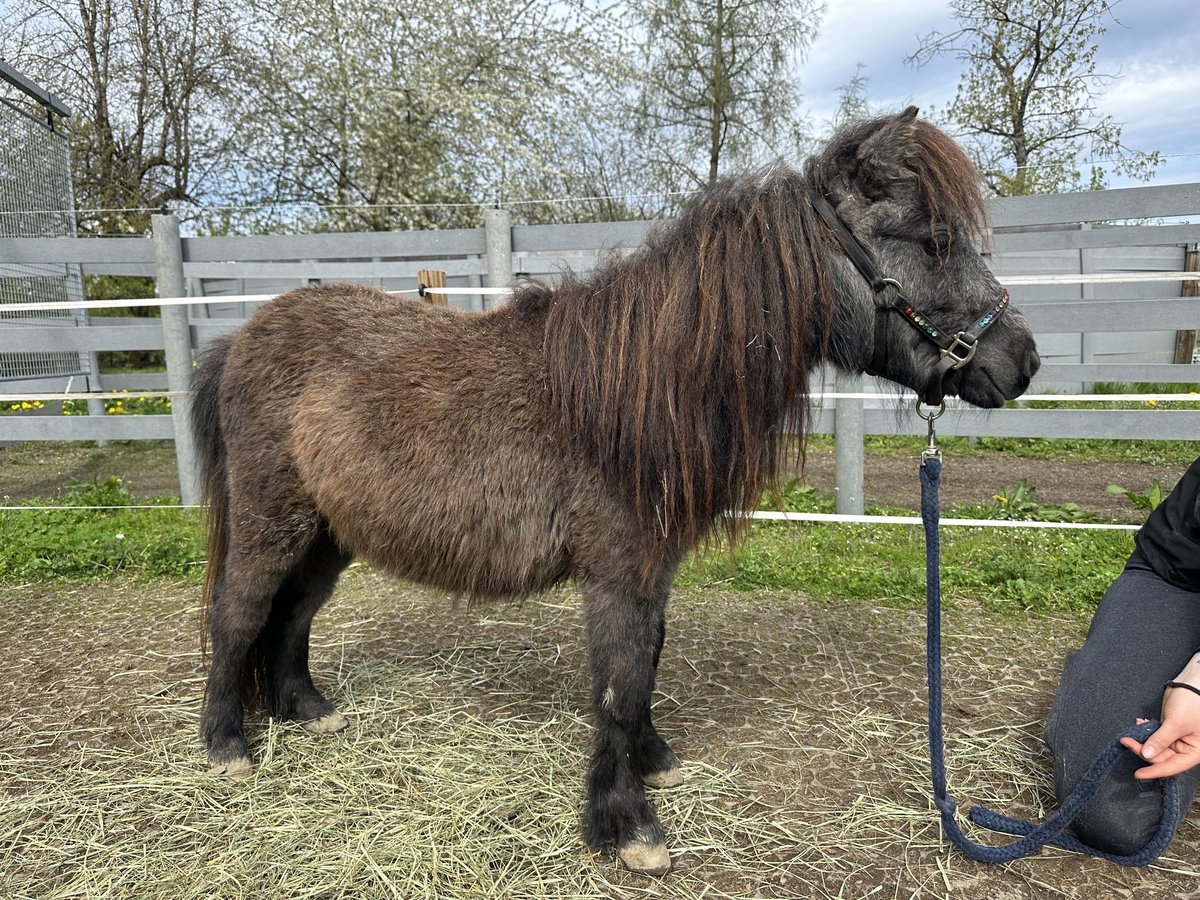 Mini poney Shetland Étalon 2 Ans 80 cm Gris noir in Fronreute