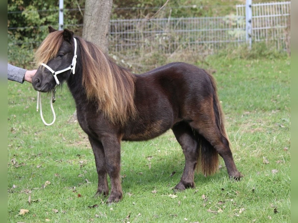 Mini poney Shetland Étalon 2 Ans 85 cm Noir in Ense