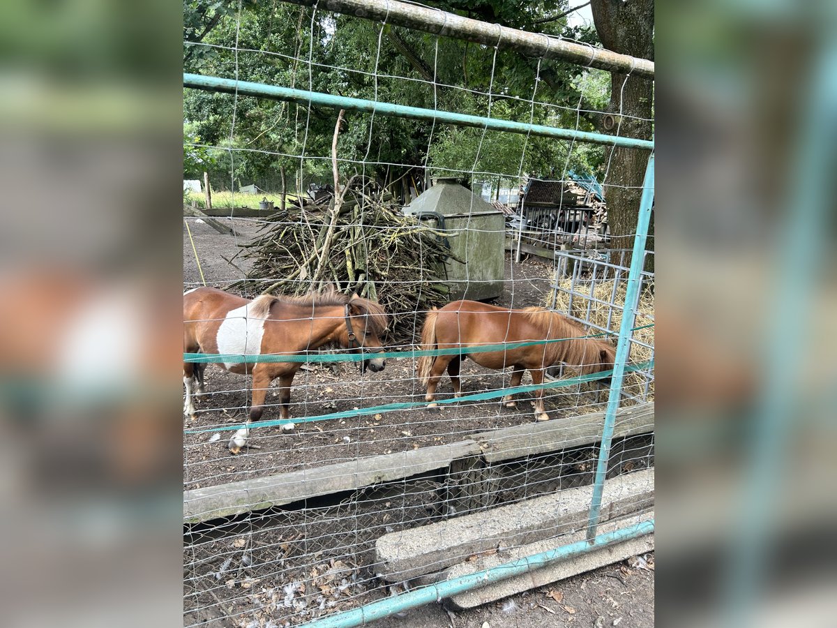 Mini poney Shetland Étalon 2 Ans Alezan in Muldestausee