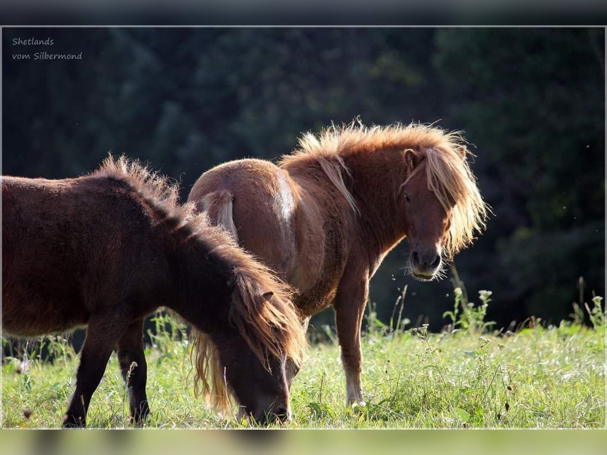 Mini poney Shetland Étalon 3 Ans 85 cm Alezan brûlé in Haigerloch