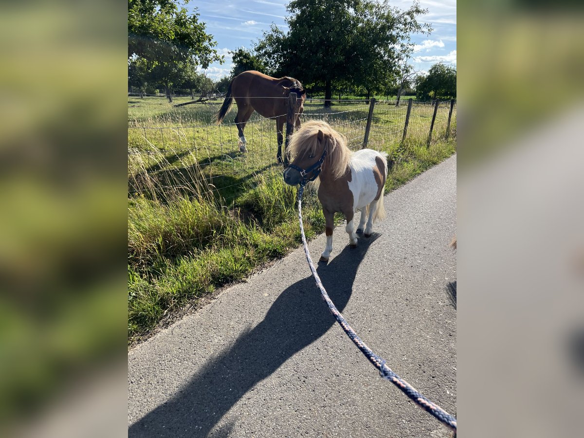 Mini poney Shetland Étalon 3 Ans 87 cm Pinto in Uedem