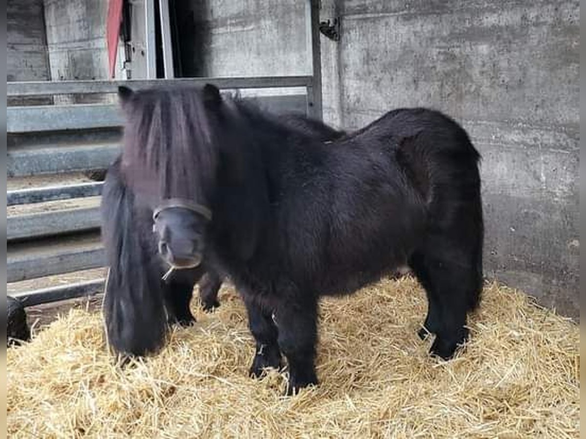 Mini poney Shetland Étalon 6 Ans 87 cm Noir in Behrenhoff