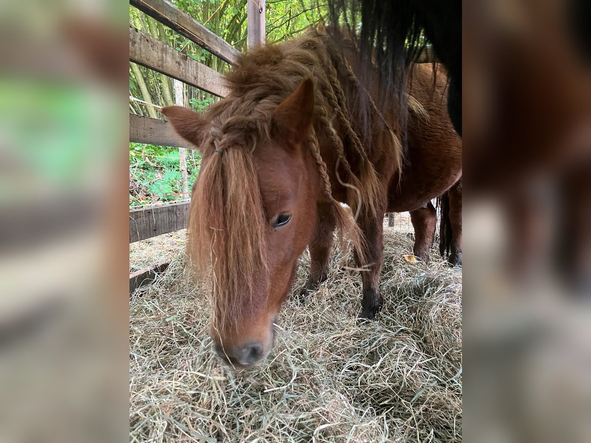 Mini poney Shetland Étalon 7 Ans 100 cm Alezan in Bad Segeberg