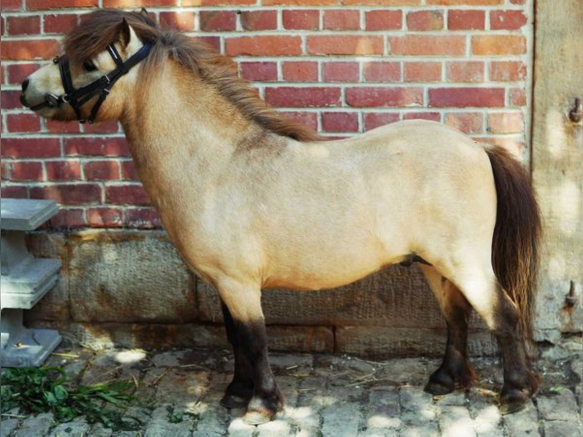 Mini poney Shetland Étalon Buckskin in Königsberg in Bayern