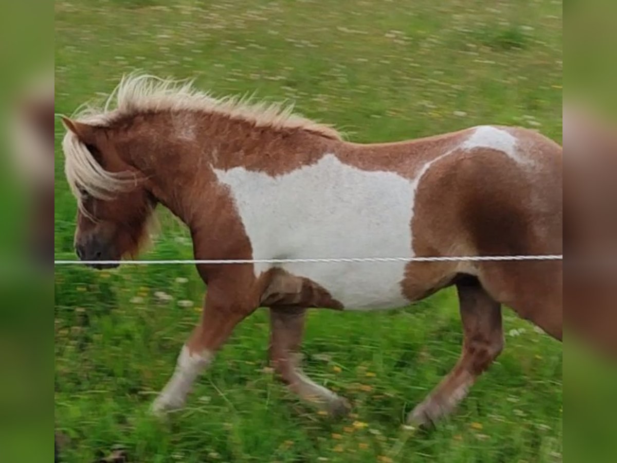Mini poney Shetland Étalon Pinto in Oebisfelde