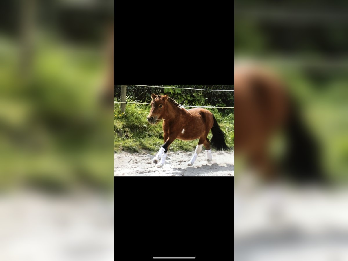 Mini poney Shetland Étalon Pinto in Wangerland Hohenkirchen