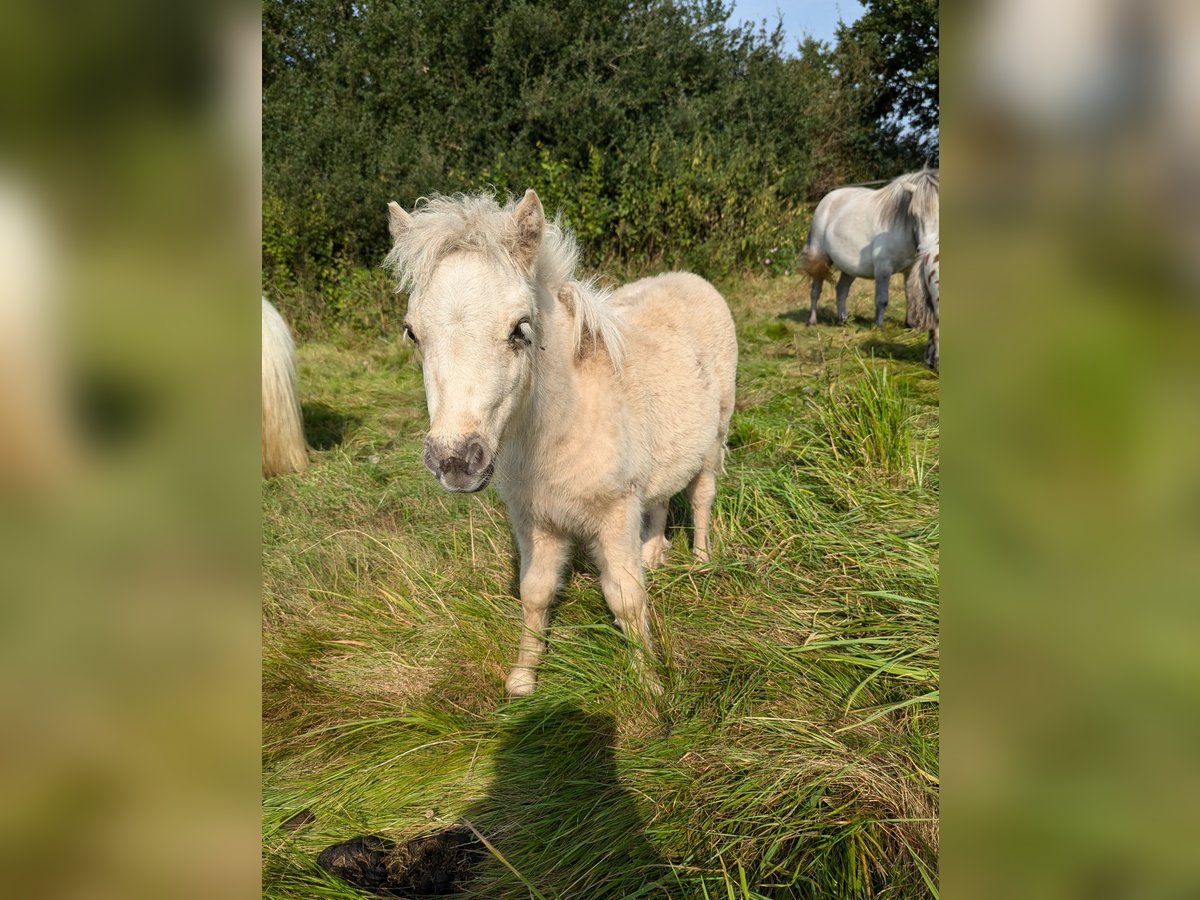 Mini poney Shetland Étalon Poulain (05/2024) 84 cm Palomino in Besdorf