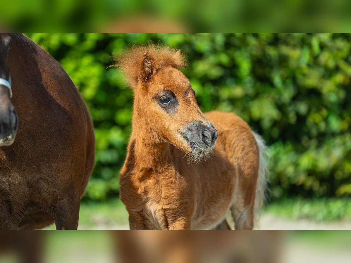 Mini poney Shetland Étalon Poulain (01/2024) Alezan in Mönchengladbach