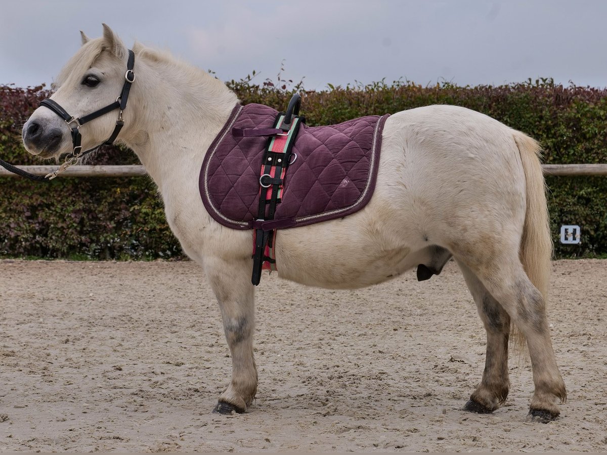 Mini poney Shetland Hongre 13 Ans 95 cm Gris in Neustadt (Wied)