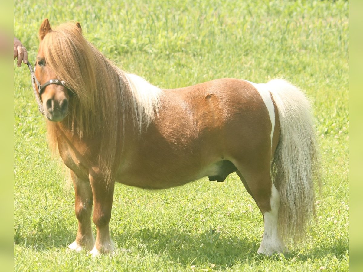 Mini poney Shetland Hongre 18 Ans 75 cm Pinto in Medina