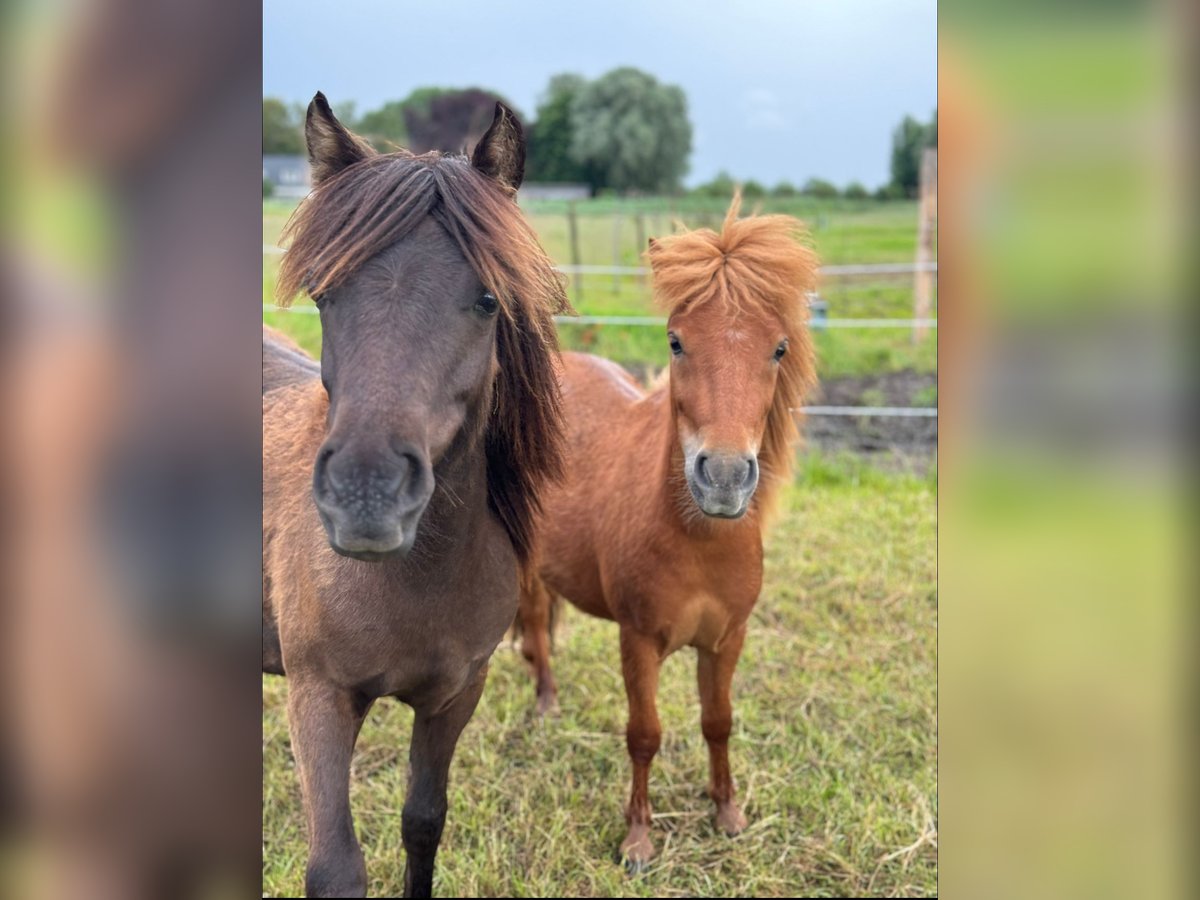 Mini poney Shetland Hongre 2 Ans 80 cm Alezan brûlé in Hoogvliet Rotterdam