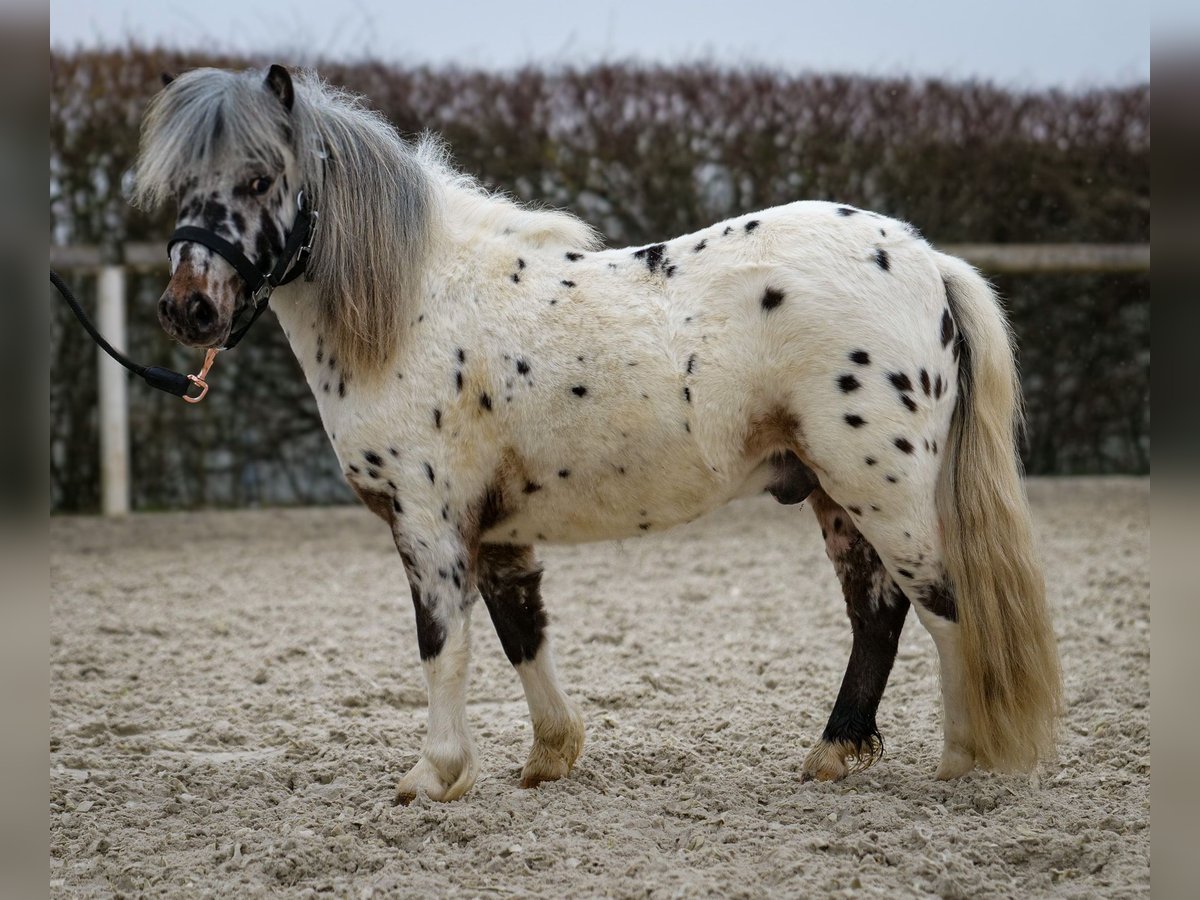 Mini poney Shetland Hongre 2 Ans 80 cm Léopard in Neustadt (Wied)