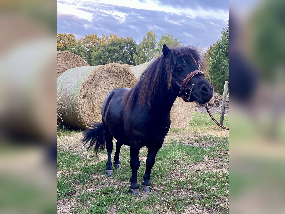 Mini poney Shetland Hongre 4 Ans 80 cm Noir in Hankensbüttel