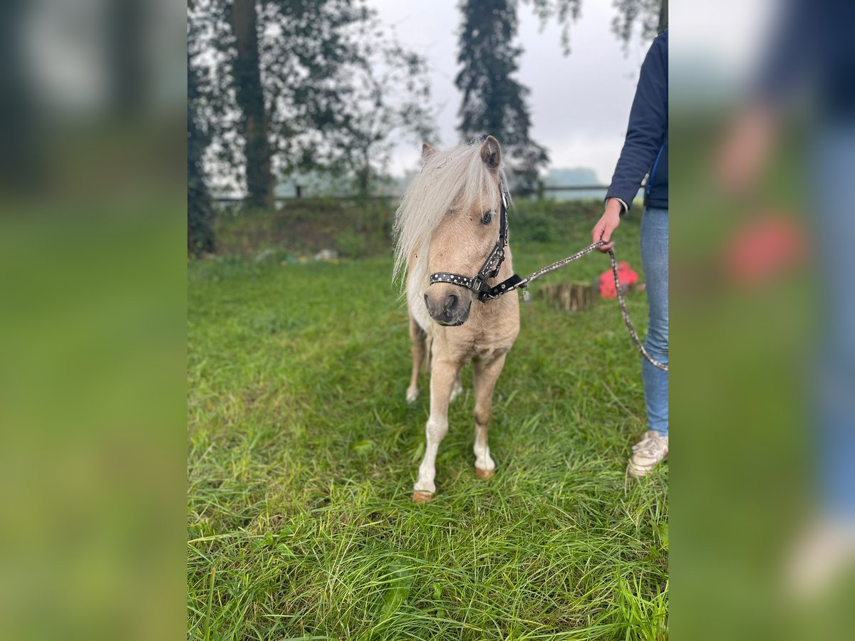 Mini poney Shetland Hongre 4 Ans 87 cm Pinto in Herzebrock-Clarholz