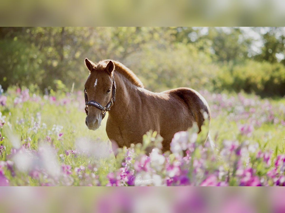 Mini poney Shetland Hongre 4 Ans 90 cm Alezan in DanstedtWernigerode