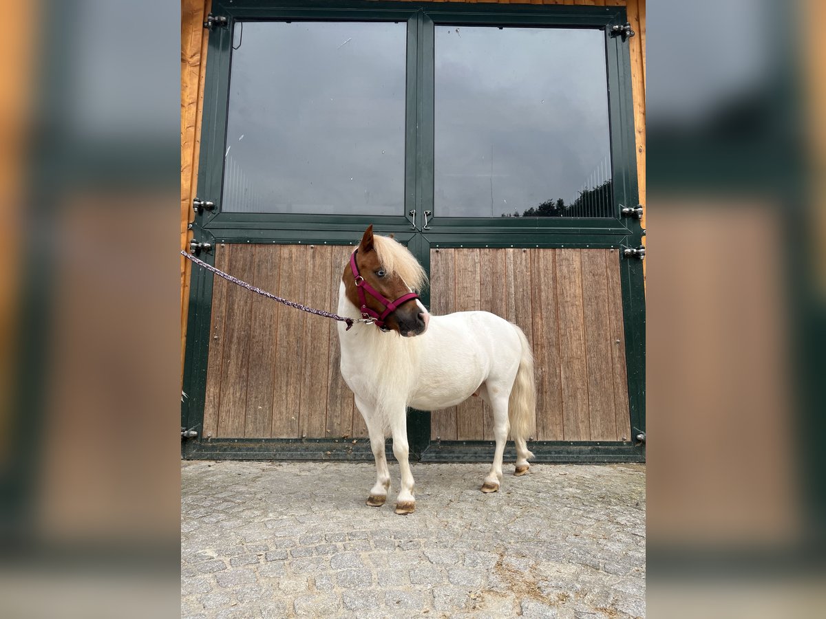 Mini poney Shetland Hongre 4 Ans 90 cm Pinto in Kirchdorf an der Krems