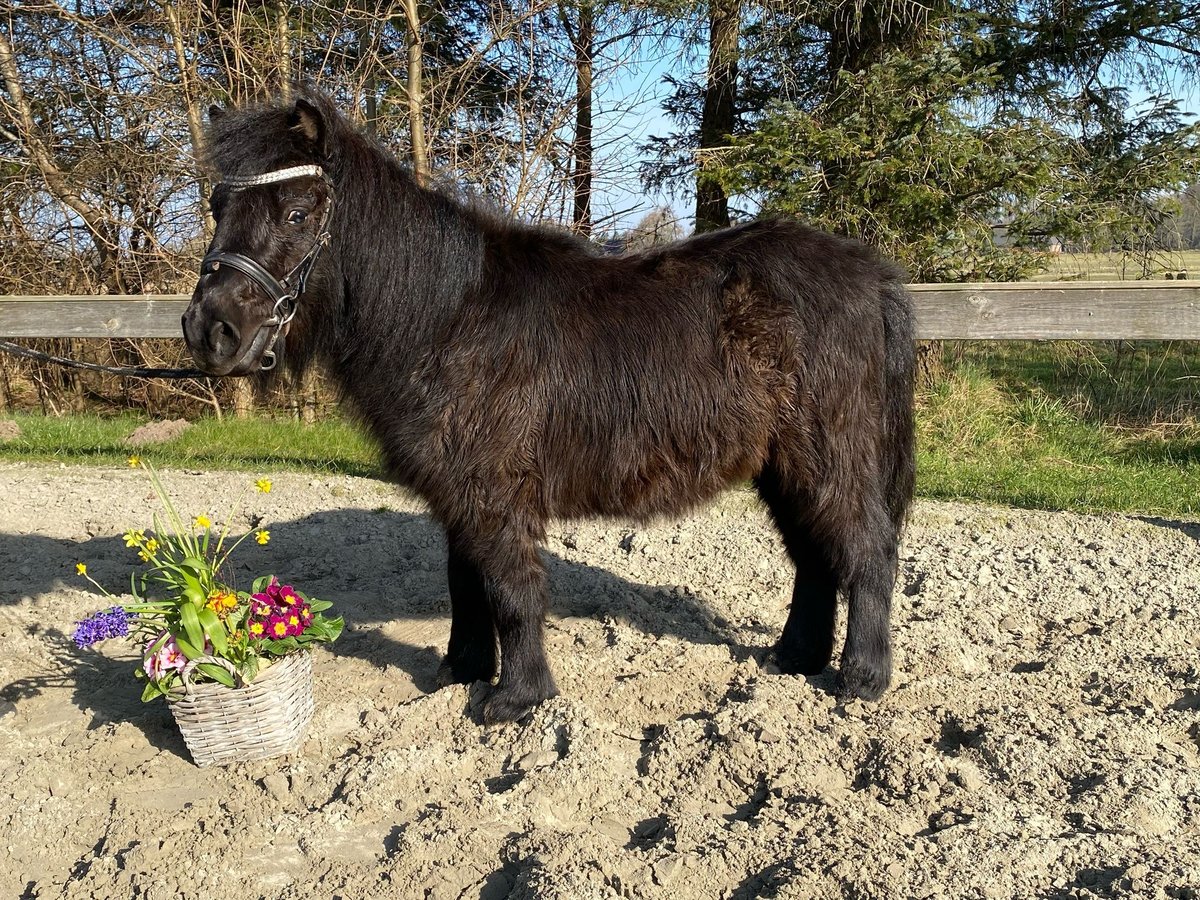 Mini poney Shetland Hongre 4 Ans 95 cm Bai brun foncé in S&#xFC;derl&#xFC;gum