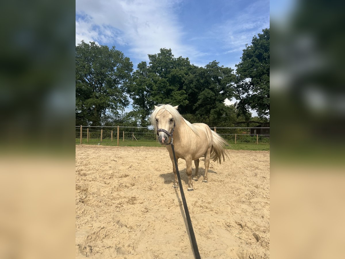 Mini poney Shetland Hongre 5 Ans 85 cm Palomino in Uplengen