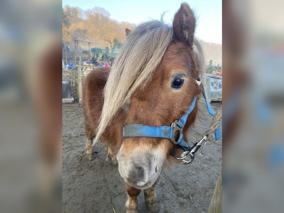 Mini poney Shetland Hongre 5 Ans 88 cm Alezan in KoblenzKoblenz