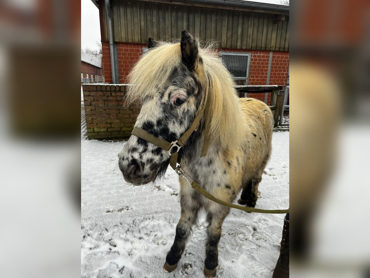 Mini poney Shetland Hongre 7 Ans Léopard in Heiden