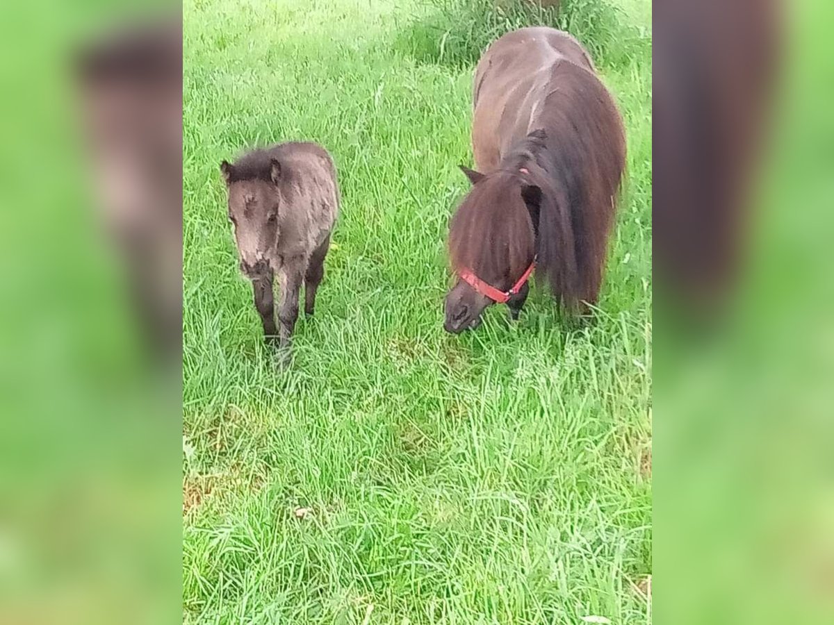 Mini poney Shetland Jument 10 Ans 85 cm Noir in Rheinberg