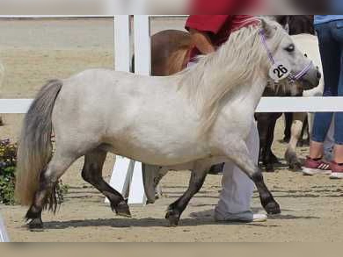 Mini poney Shetland Jument 11 Ans 80 cm Gris in Reppichau