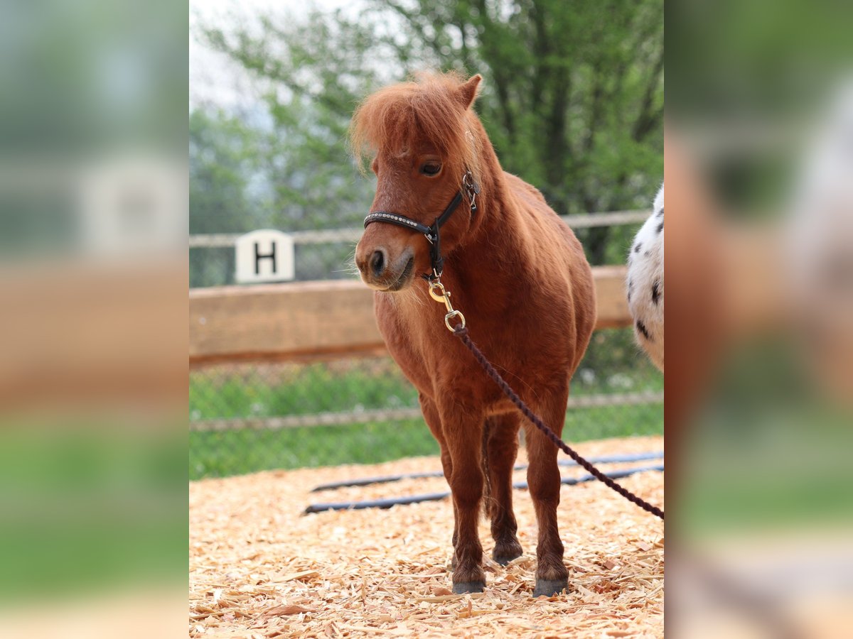 Mini poney Shetland Jument 11 Ans 82 cm Alezan in Schorndorf