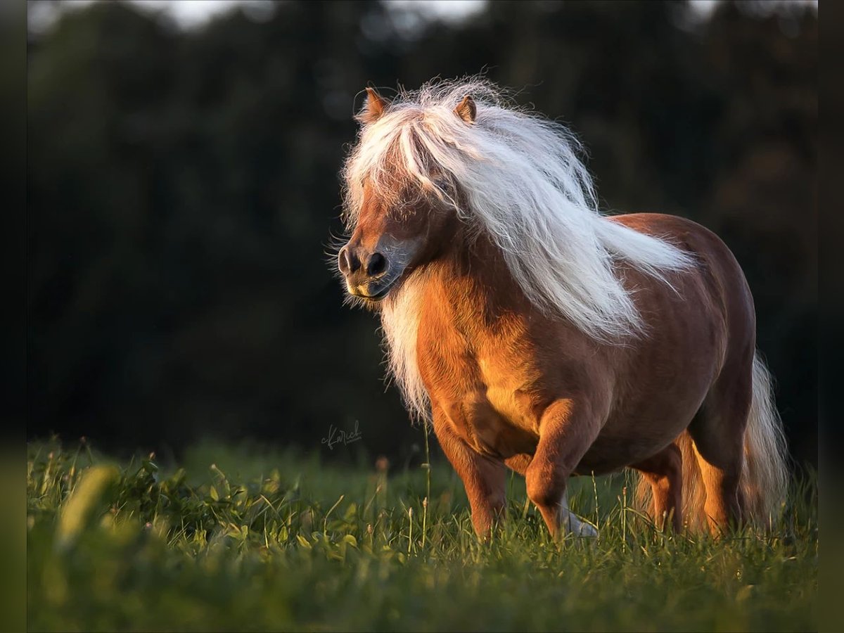 Mini poney Shetland Jument 11 Ans 82 cm Alezan in Nossen