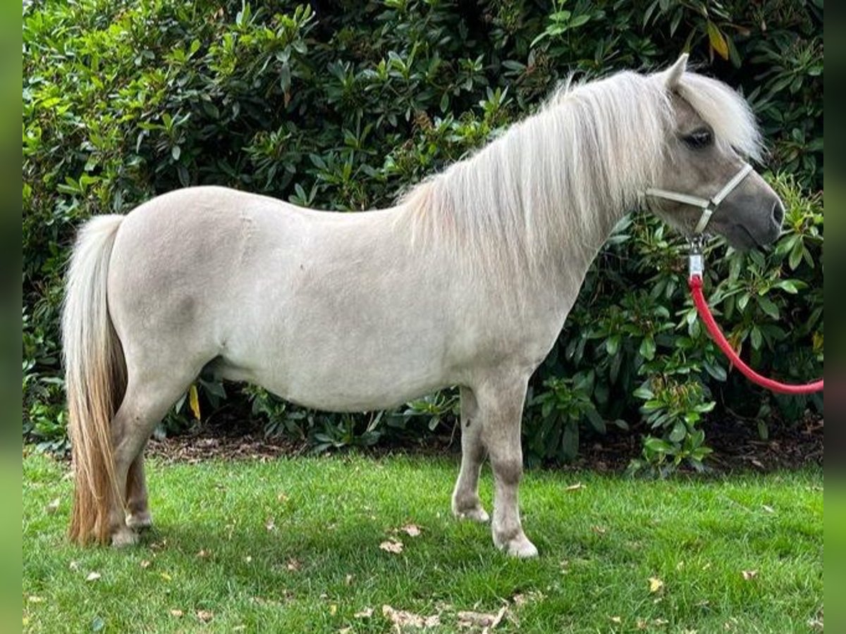 Mini poney Shetland Jument 11 Ans 82 cm in Wildeshausen