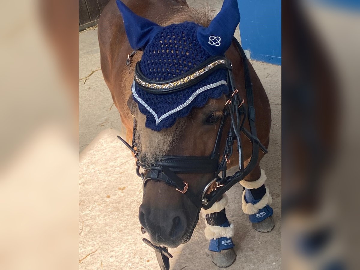 Mini poney Shetland Jument 14 Ans 85 cm Alezan brûlé in Heidesheim am Rhein