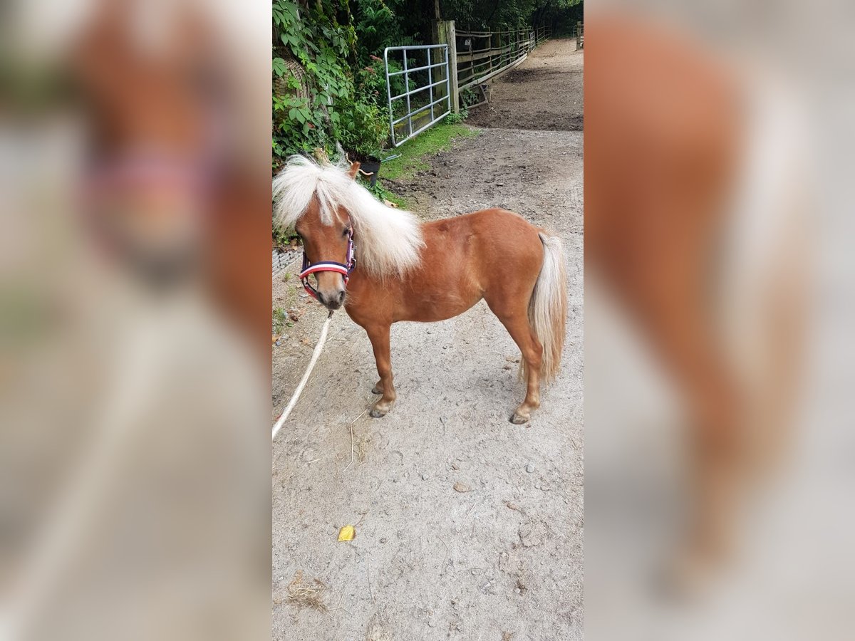 Mini poney Shetland Jument 1 Année 82 cm Alezan in Neunburg vorm Wald