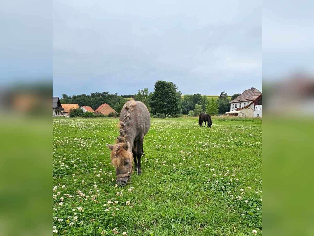 Mini poney Shetland Jument 1 Année in Uslar