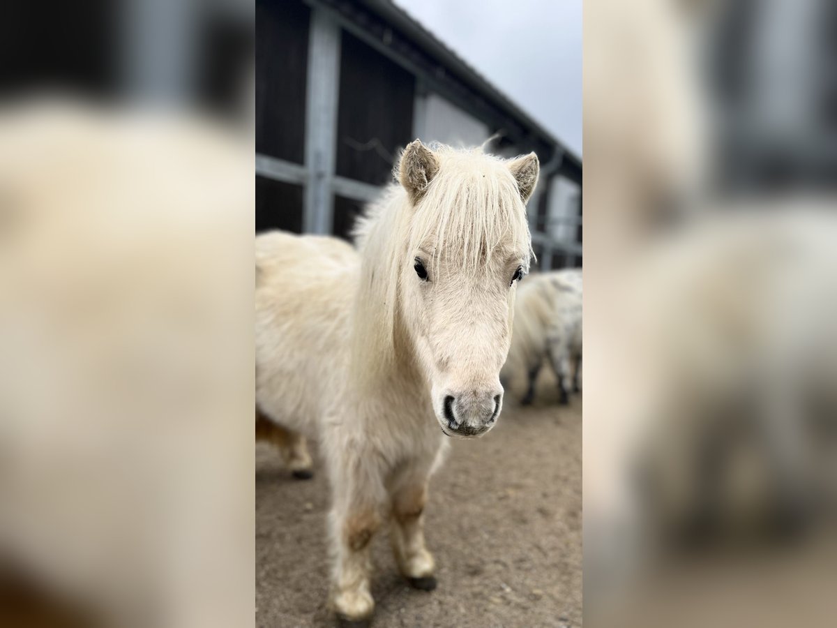 Mini poney Shetland Jument 3 Ans 78 cm Palomino in Schönwalde am Bungsberg