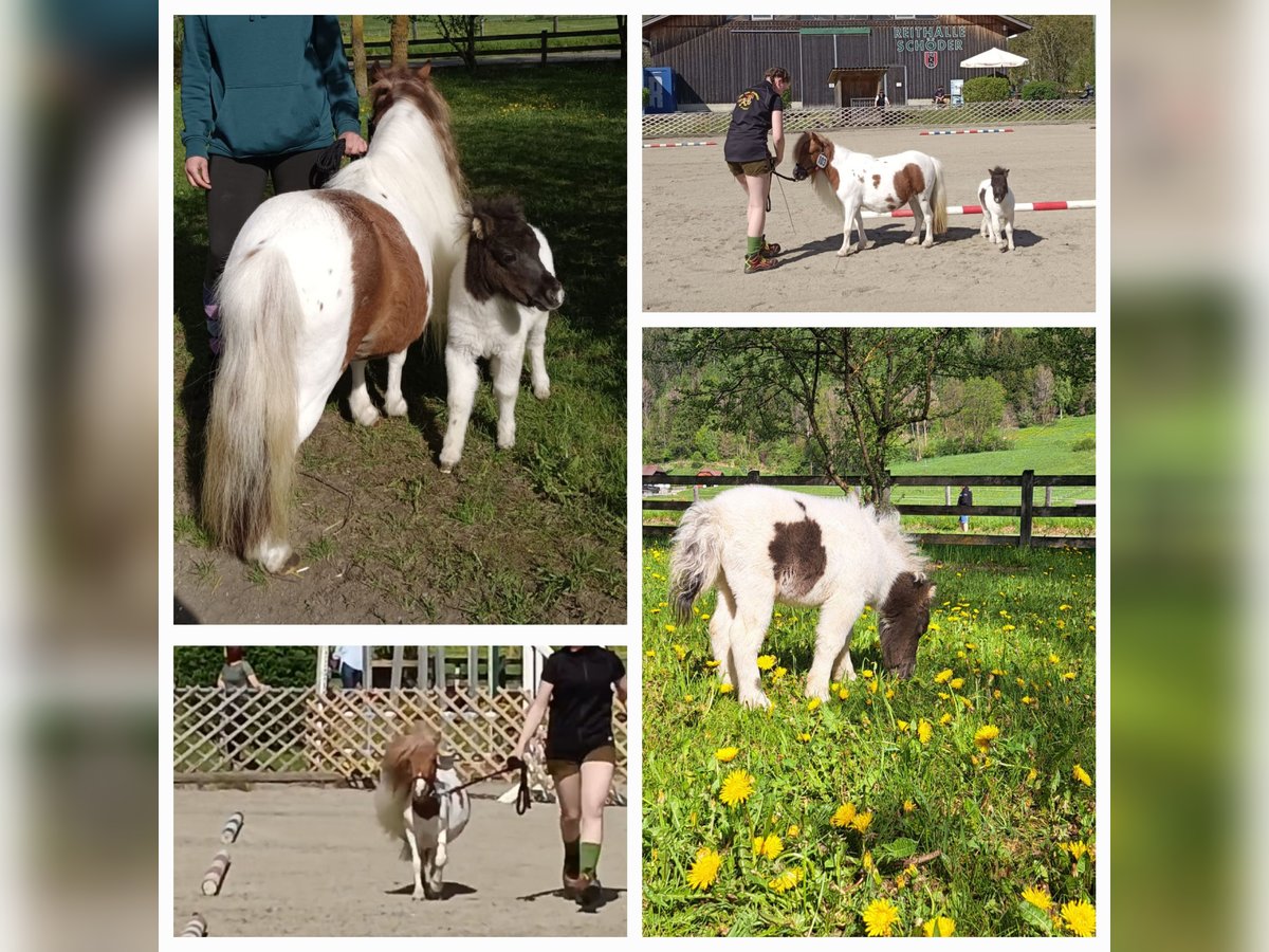 Mini poney Shetland Jument 6 Ans Pinto in St.Georgen am Kreischberg