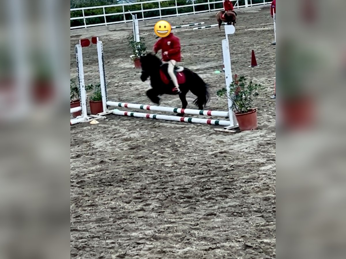 Mini poney Shetland Jument 7 Ans 101 cm in Giardini Naxos