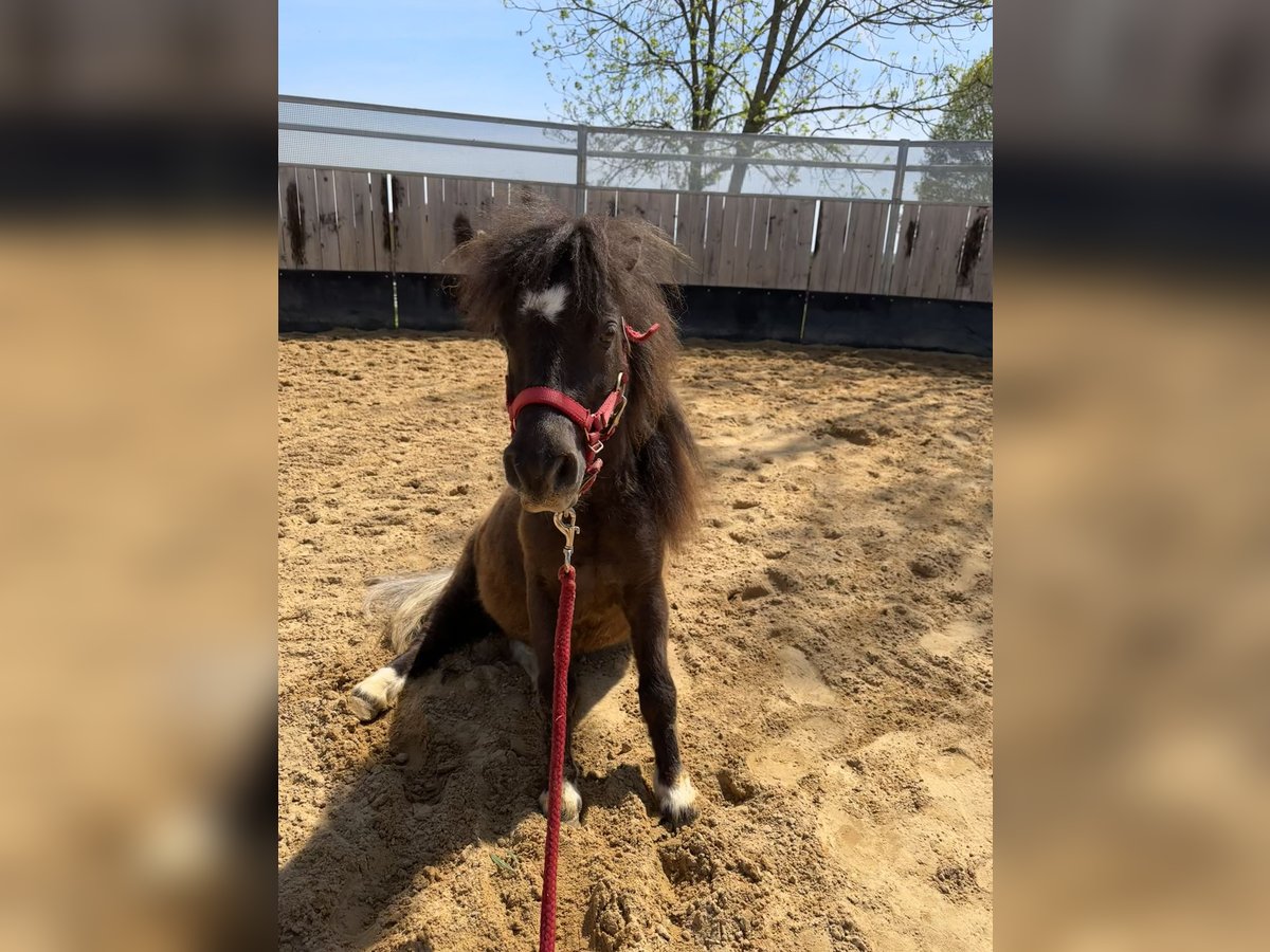 Mini poney Shetland Jument 9 Ans 72 cm Noir in Langerringen