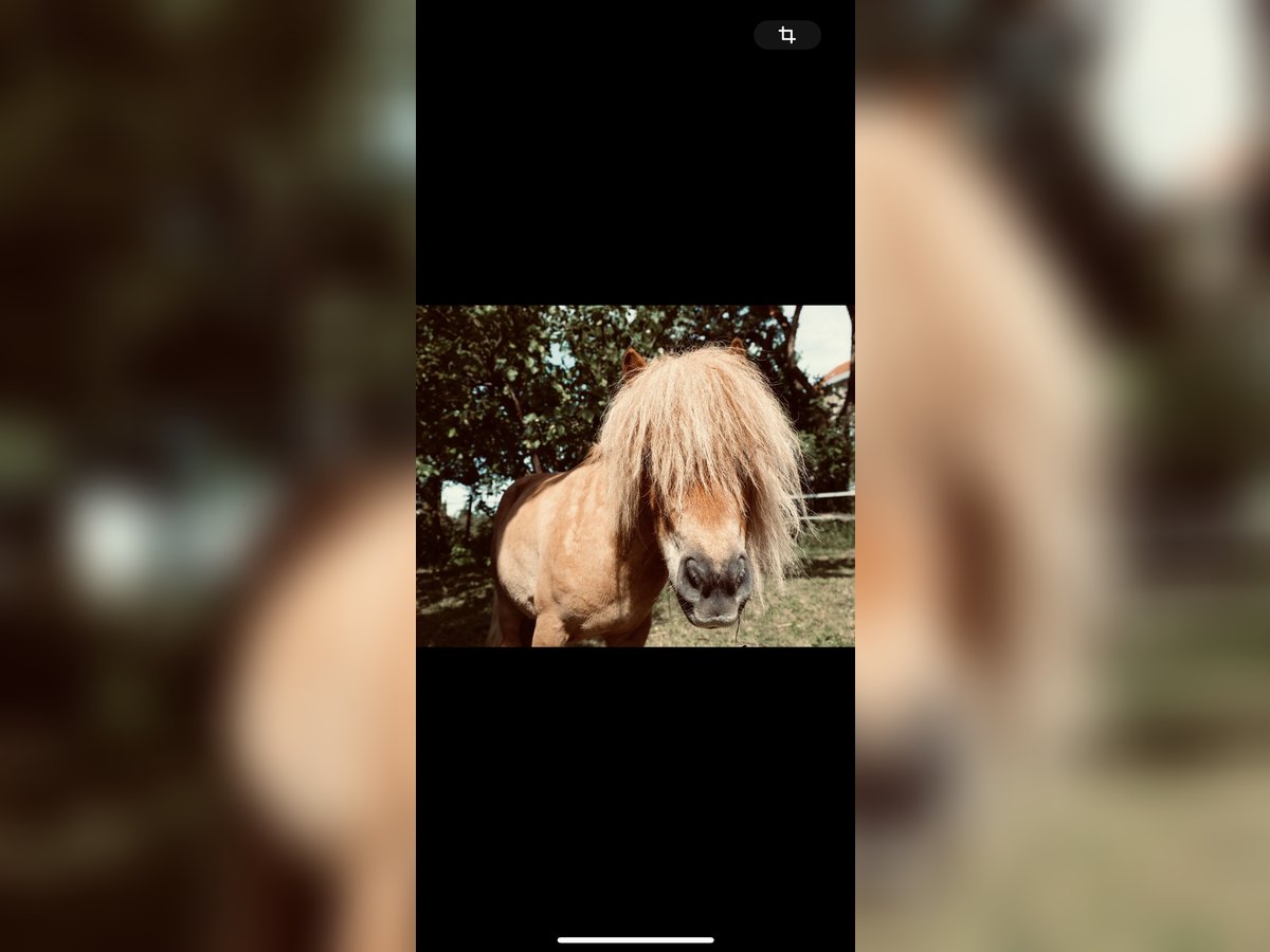 Mini poney Shetland Jument 9 Ans Alezan in Saarbr&#xFC;cken