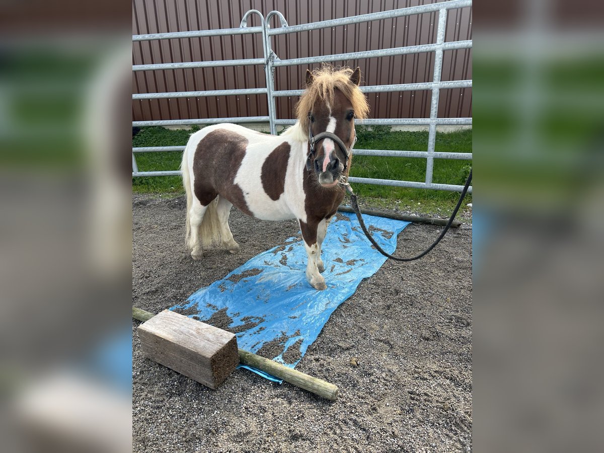 Mini pony Shetland Caballo castrado 14 años 77 cm Pío in Füssen