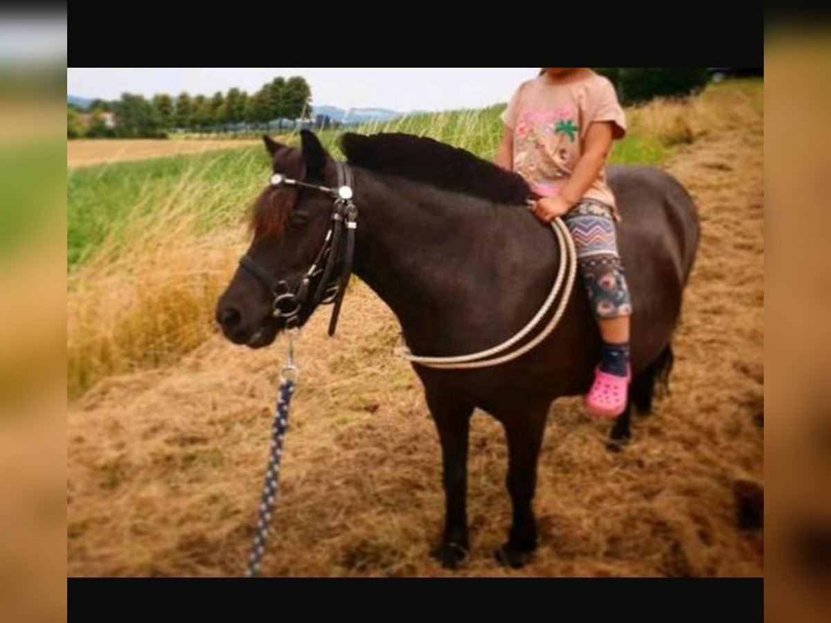 Mini pony Shetland Caballo castrado 16 años 85 cm Negro in Bad Salzuflen