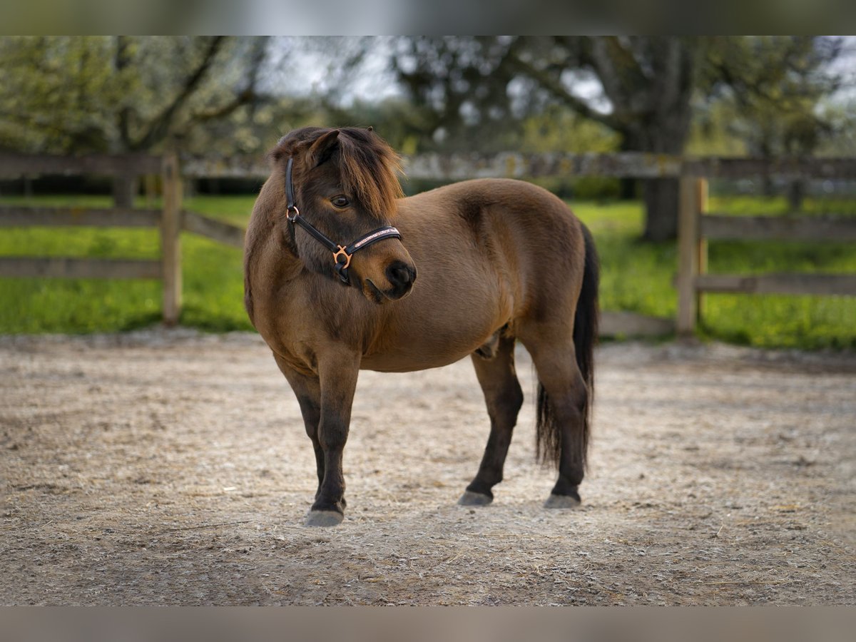 Mini pony Shetland Caballo castrado 17 años 86 cm Castaño in Malsch