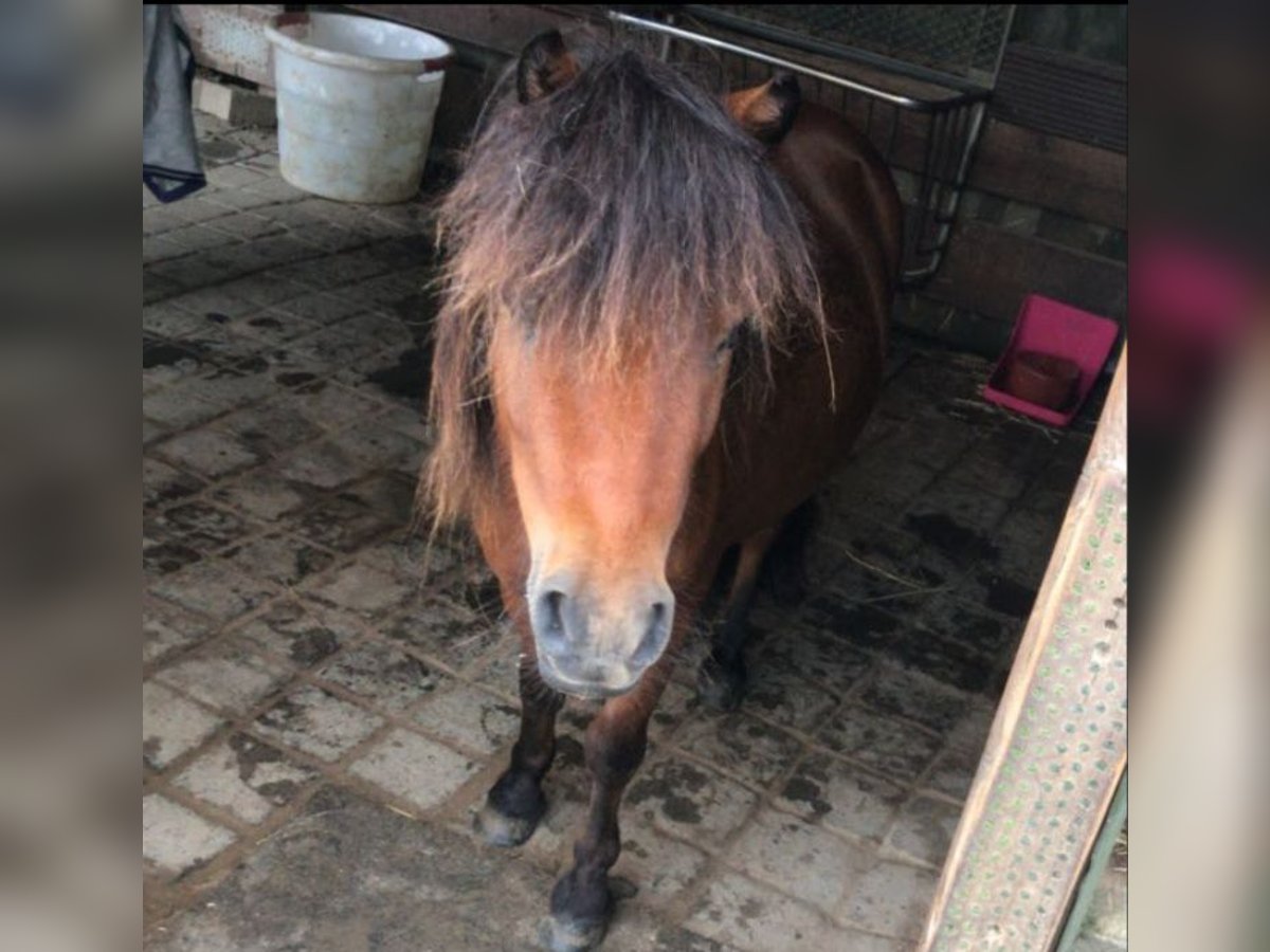 Mini pony Shetland Caballo castrado 4 años 83 cm Castaño in Bornheim