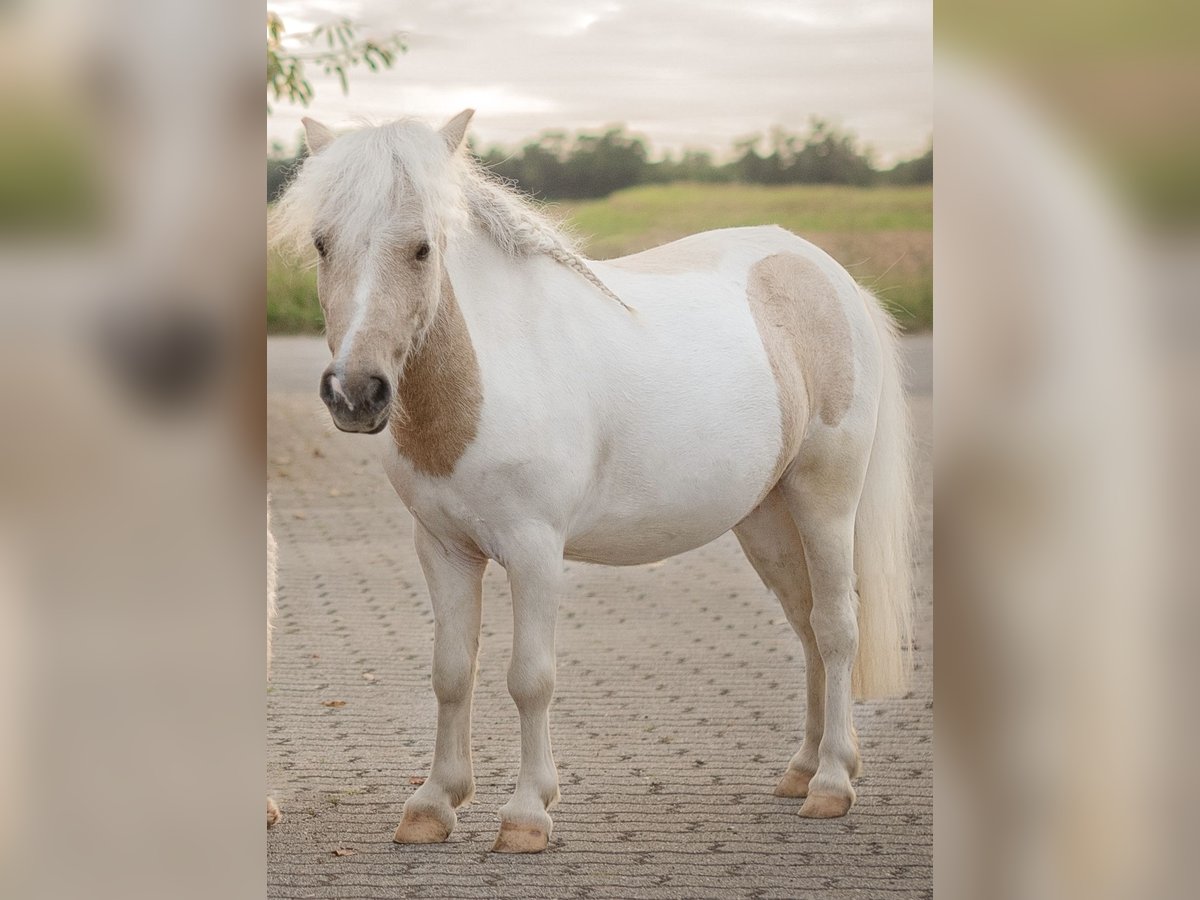 Mini pony Shetland Caballo castrado 4 años 85 cm Palomino in Schwetzingen