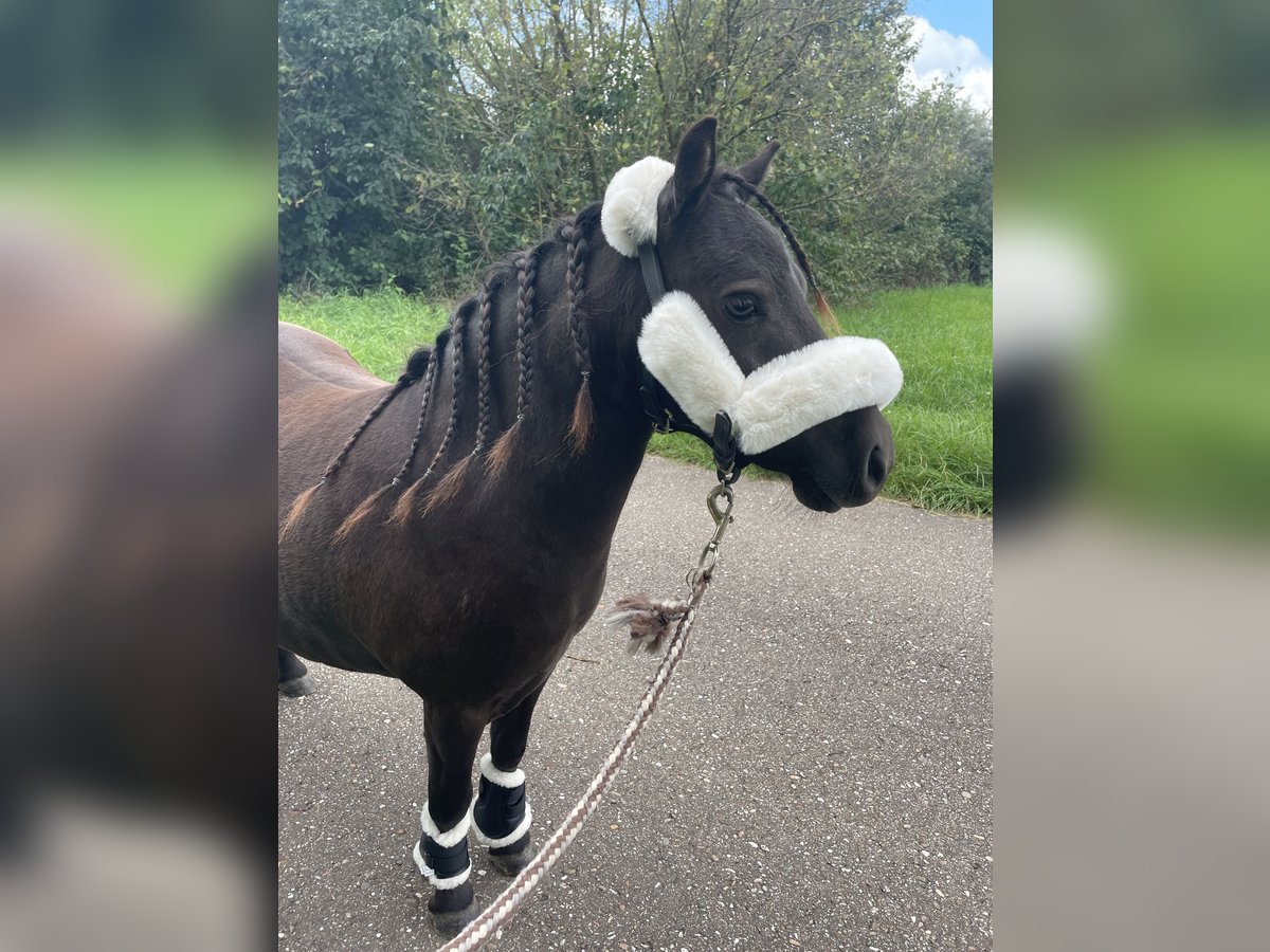 Mini pony Shetland Caballo castrado 5 años 83 cm Negro in Schutterwald