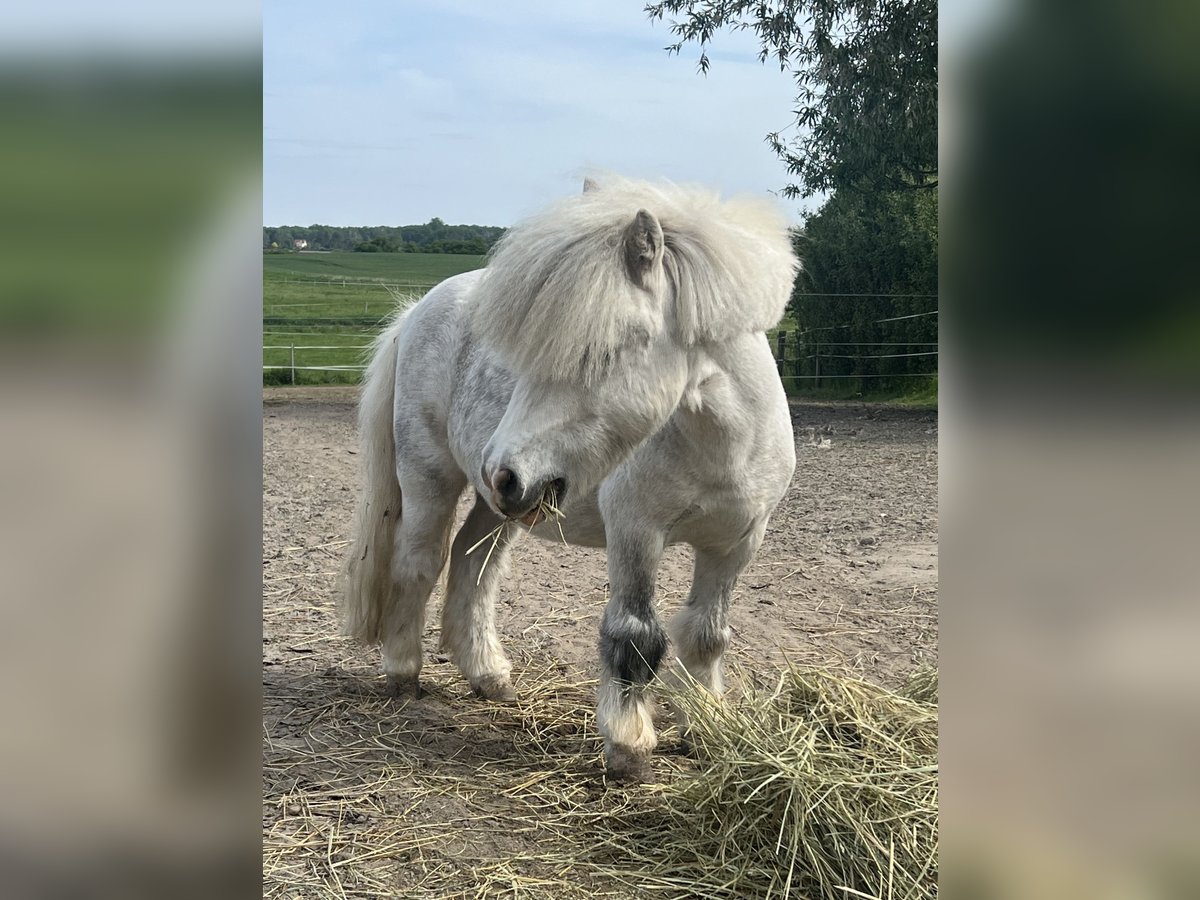Mini pony Shetland Caballo castrado 7 años 80 cm Tordo rodado in Oberkrämer