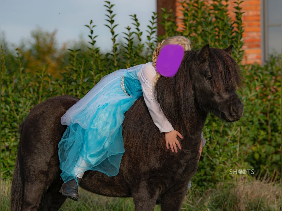 Mini pony Shetland Caballo castrado 8 años 95 cm in Gallzein