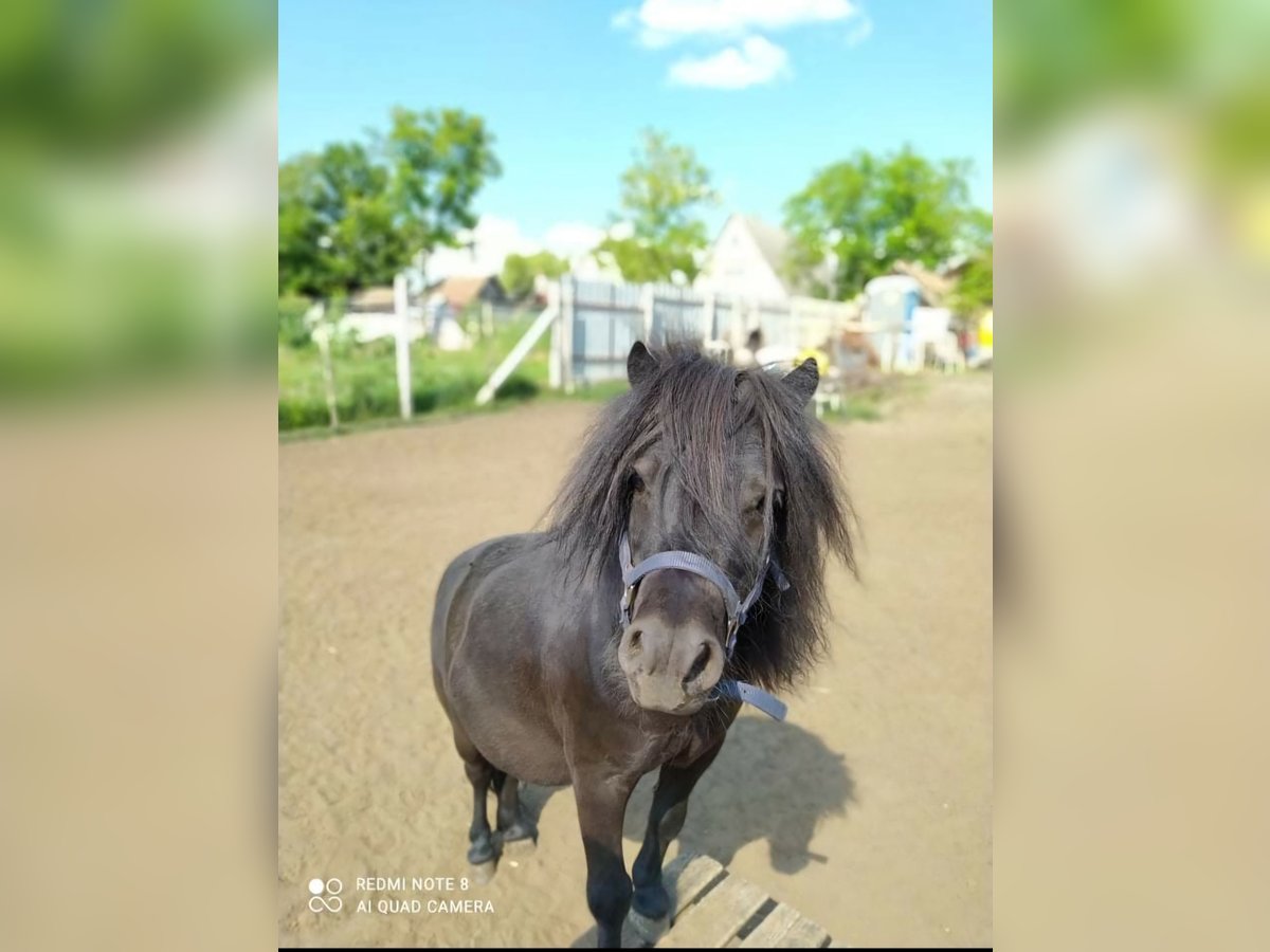 Mini pony Shetland Caballo castrado 9 años 79 cm Negro in Nagyhalász