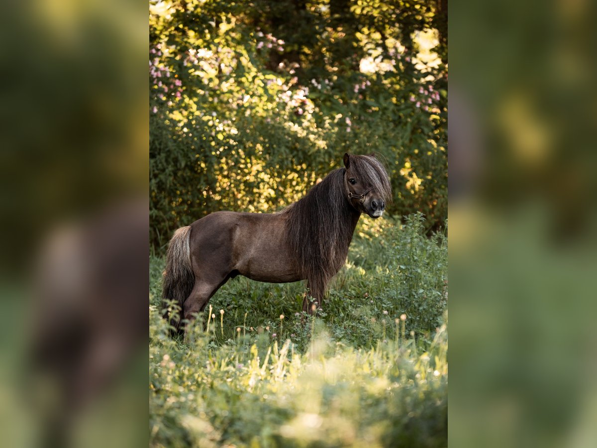 Mini pony Shetland Semental 12 años 77 cm Alazán-tostado in Dietfurt an der Altmühl