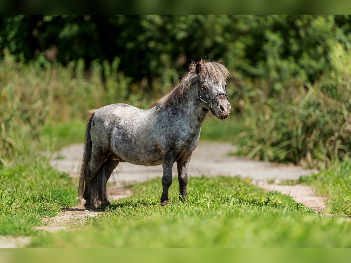 Mini pony Shetland Semental 17 años 66 cm Atigrado/Moteado in Augšdaugavas novads