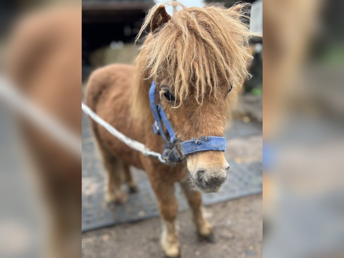 Mini pony Shetland Semental 1 año 170 cm Alazán in Norderstedt