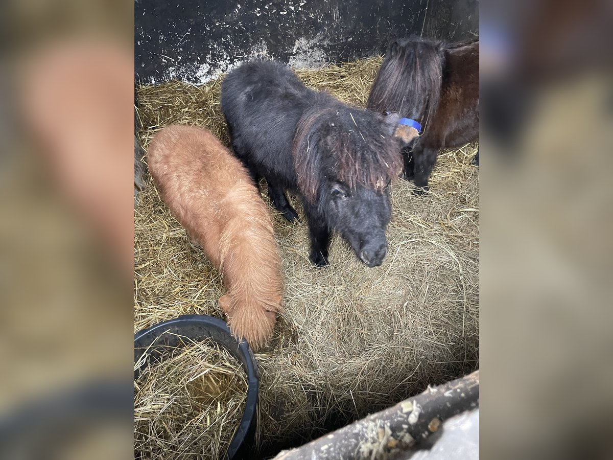 Mini pony Shetland Semental 1 año 75 cm Negro in Norderstedt